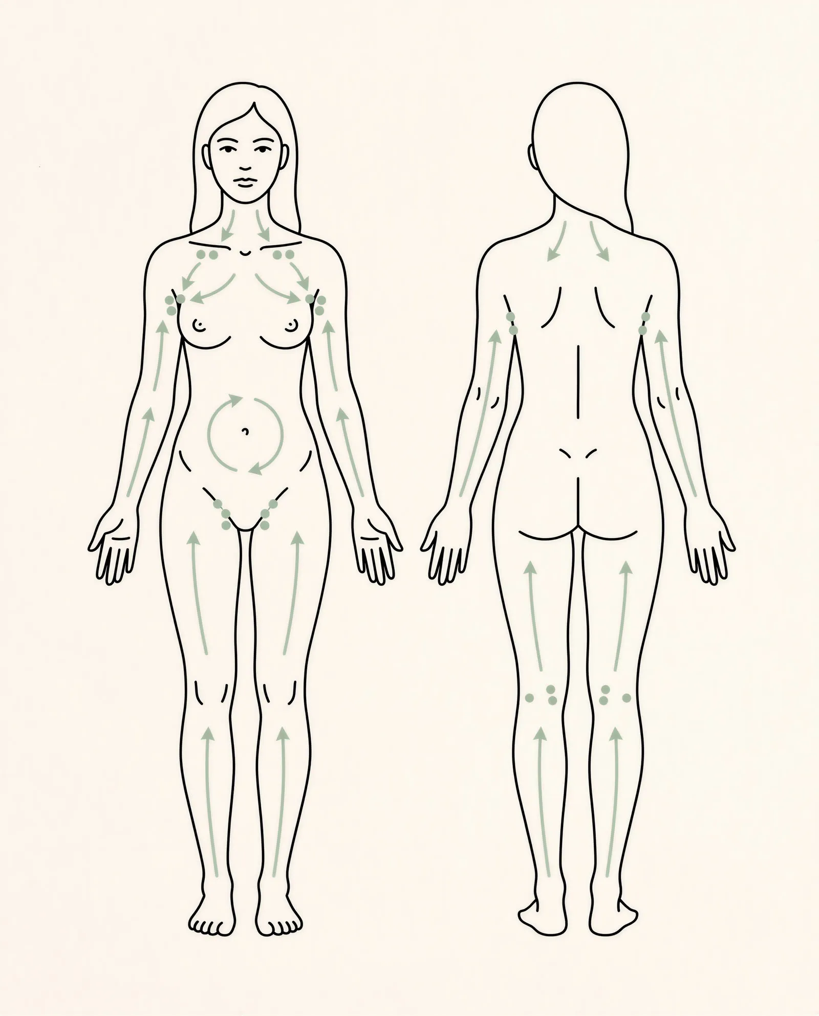 Dry brushing direction chart: brush toward the heart, up the legs and arms, clockwise on the belly
